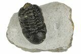 Bargain, Austerops Trilobite - Nice Eye Facets #181260-1